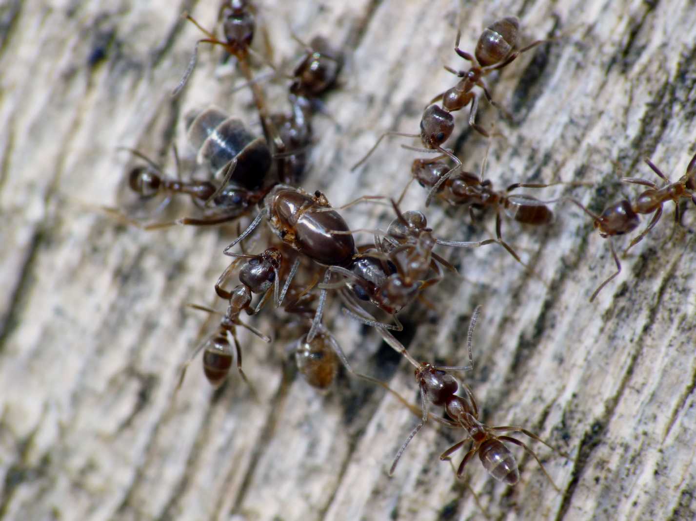 Linepithema humile (Formicidae)